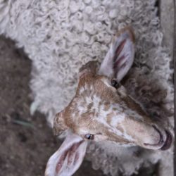 agneau-brigasque