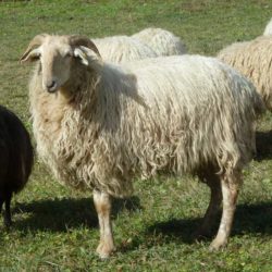 brebis-brigasque-dans-parc
