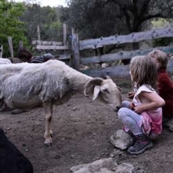 brebis-brigasque-enfants