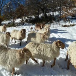 brigasques-neige